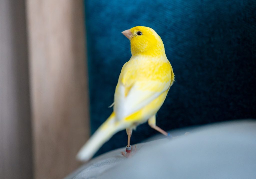 Un canaris perché sur le canapé
