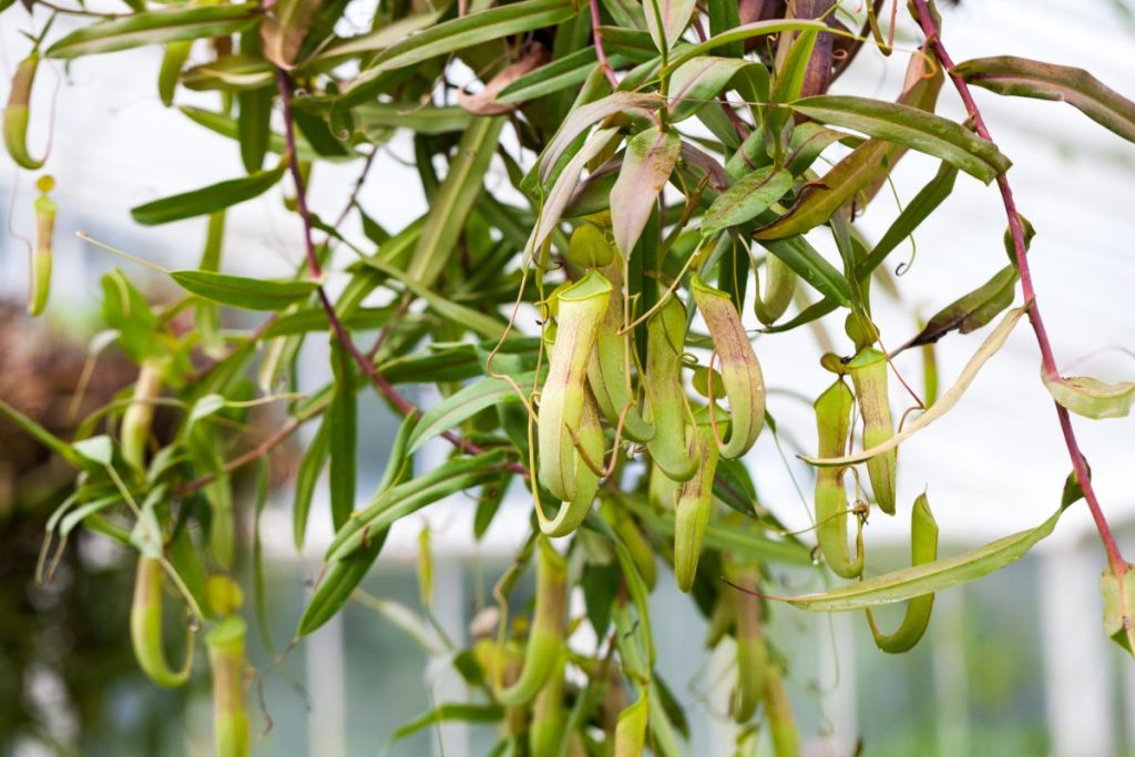 Des feuilles vertes de saule tortueux