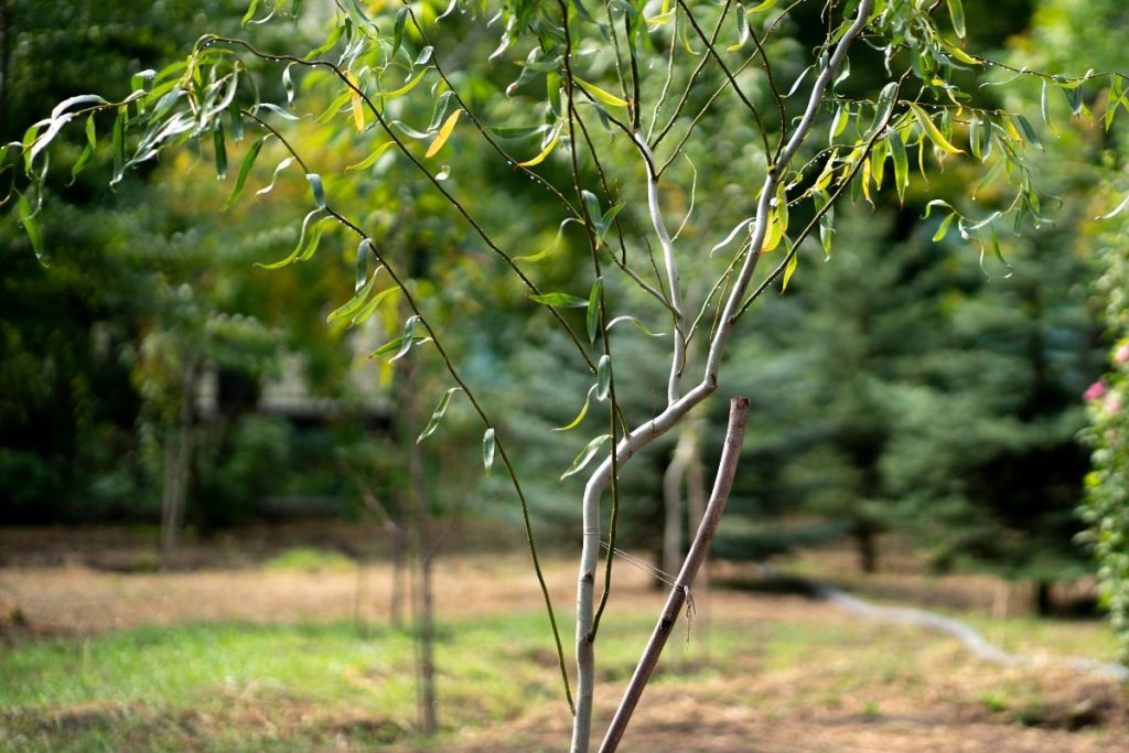 Une plante de saule tortueux dans le jardin