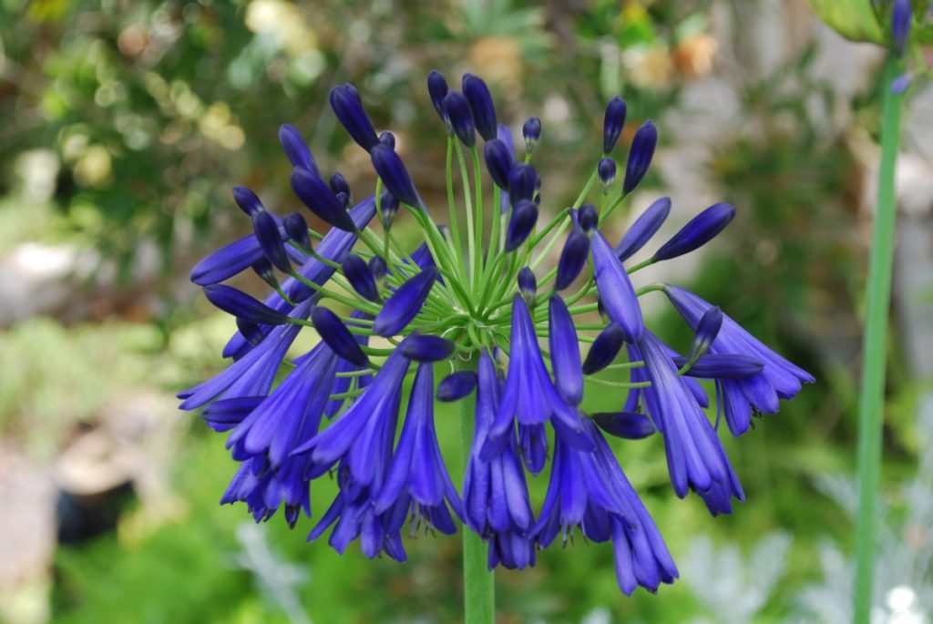 Amaryllis bleu planté dans le jardin