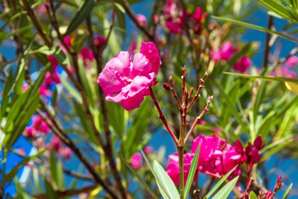 Une belle plante de laurier rose