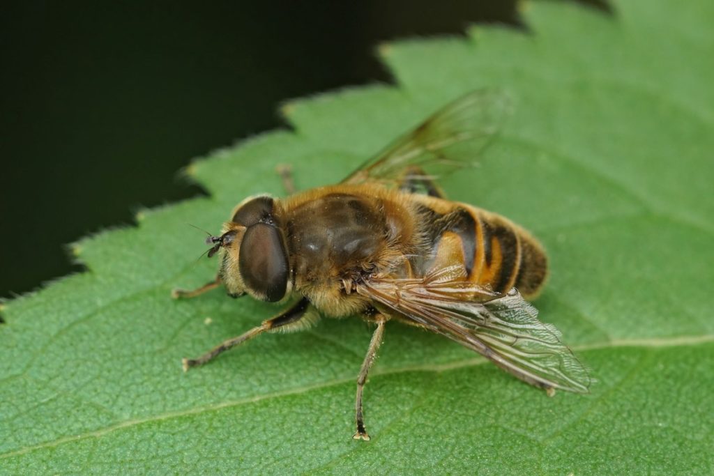Un eristalis tenax sur une feuille verte