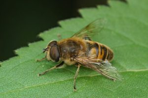 Qu&rsquo;est-ce que l&rsquo;Eristalis tenax et pourquoi le trouve-t-on dans nos jardins ?