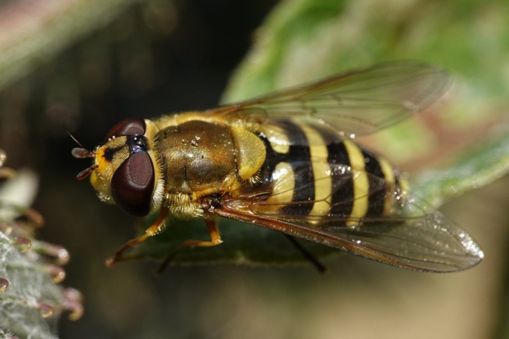 Un eristalis tenax posé sur une feuille dans le jardin