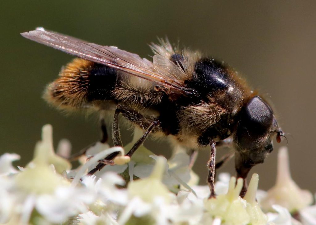 Un eristalis tenax sur une fleur