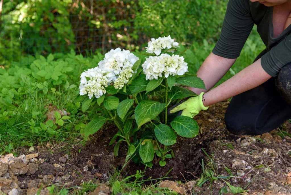 Une femme plantant de l'hortensia en fleur dans le jardin