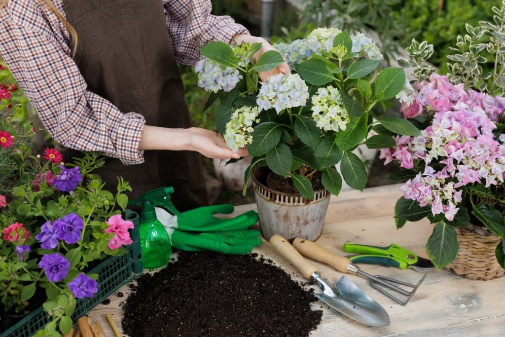 Une femme plantant de l'hortensia dans un pot de fleur