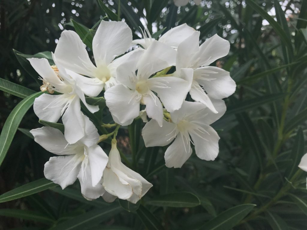Fleur blanche de laurier-rose