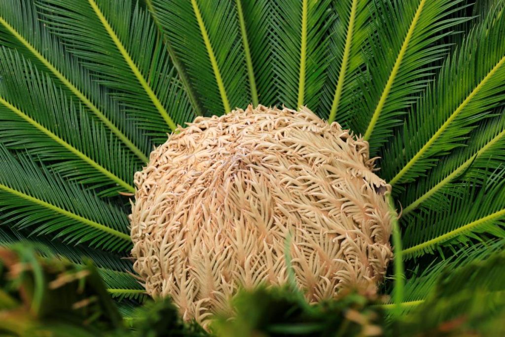 Une fleur de cycas qui apparaît