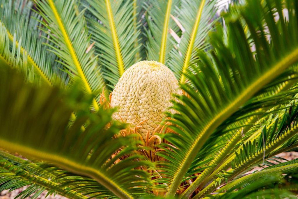 Une fleur poussant dans un jardin