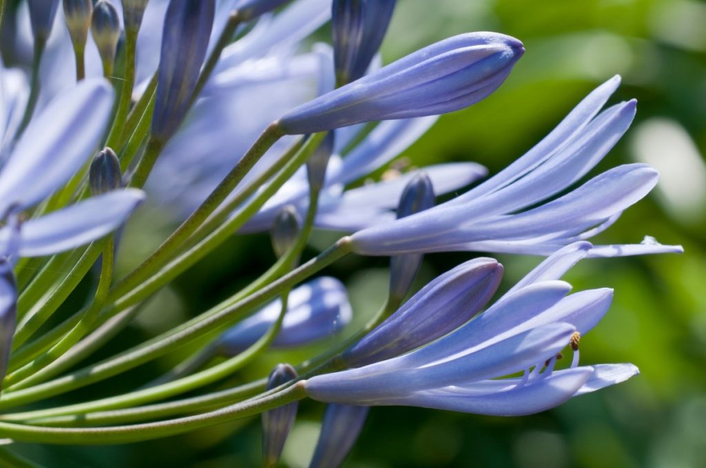 Des fleurs d'amaryllis bleu
