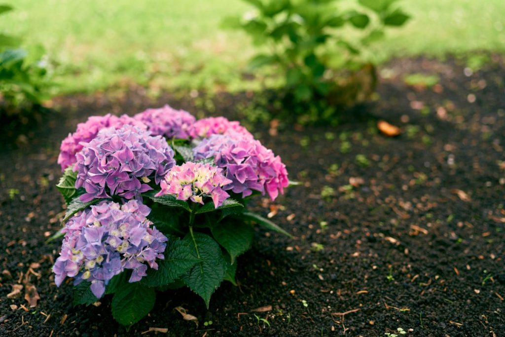 Une plante d'hortensia avec des fleurs roses et violets dans un jardin
