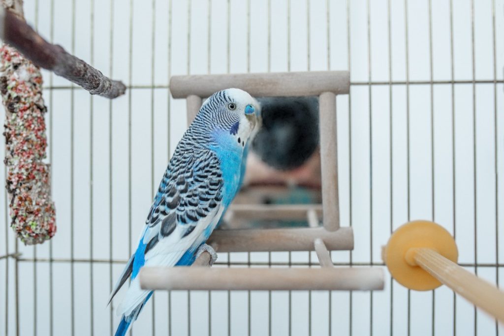 Une perruche fermée dans un cage