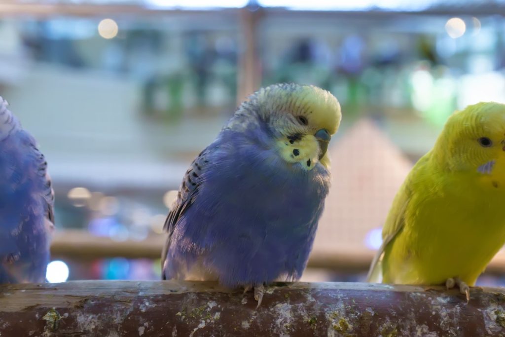 Des perruches bleues et jaunes perchées ensemble