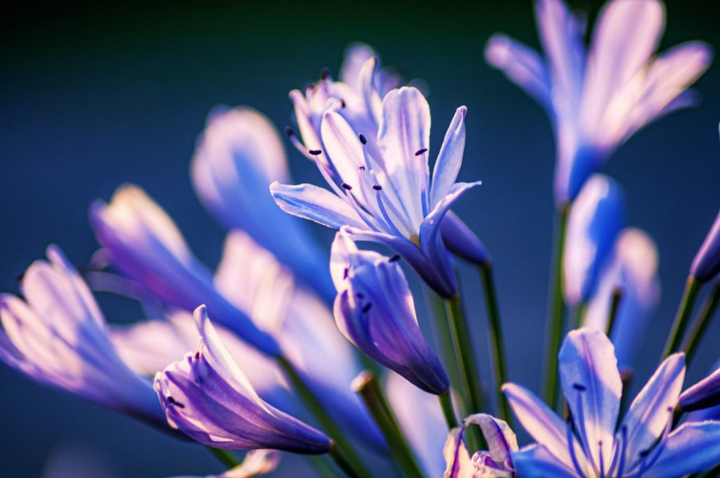 Une jolie plante d'amaryllis bleu