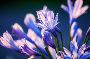 Existe-t-il vraiment une amaryllis de couleur bleue ou est-ce une légende ?