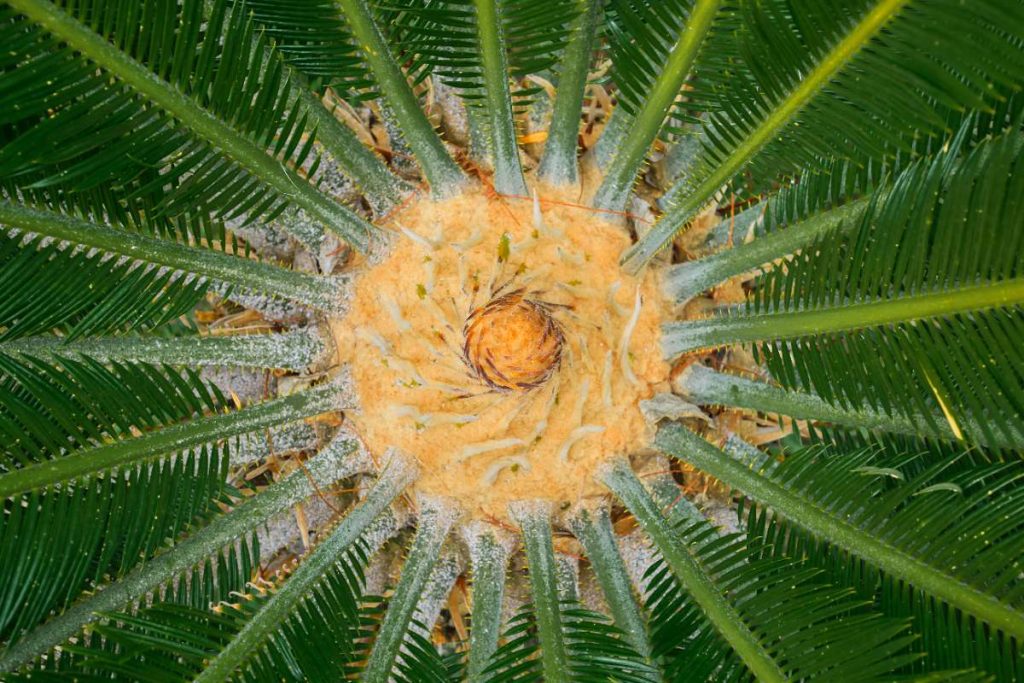 Une plante de cycas dans un jardin
