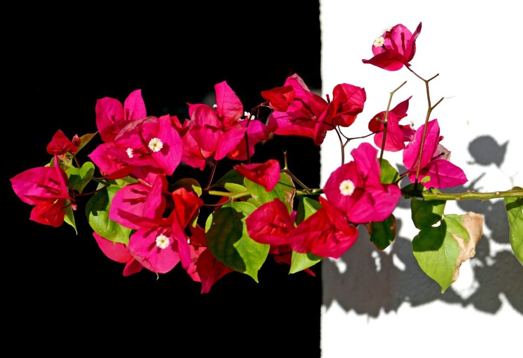 Des belles fleurs de bougainvillier