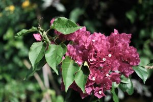 Votre bougainvillier se dégarnit : quelles causes expliquent la chute des fleurs ?