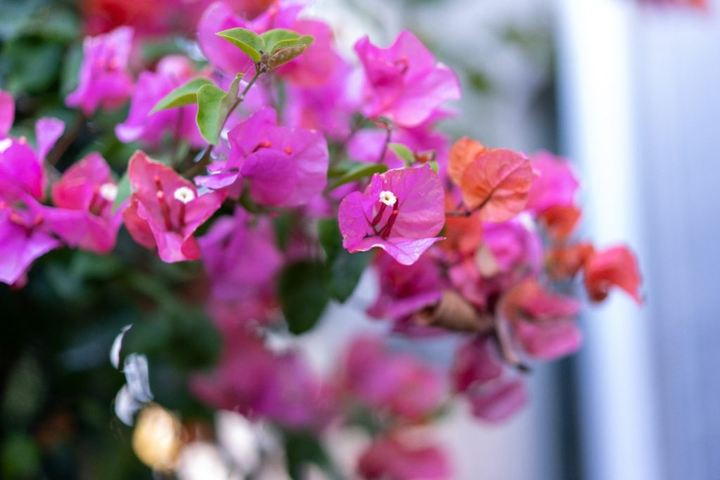 Une plante de bougainvillier en pleine floraison