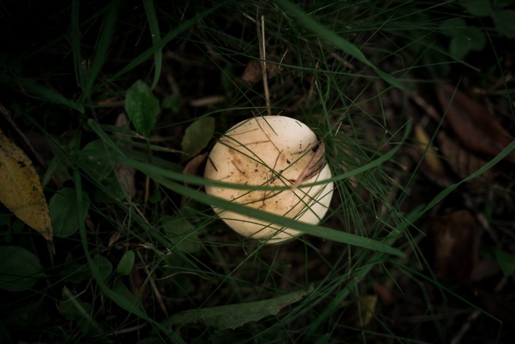 Un cocon blan dans la terre