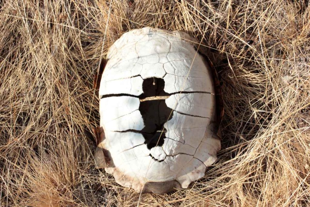Un cocon fissuré dans le sol