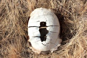 Qu&rsquo;est-ce que ce cocon enfoui dans la terre de votre jardin ?