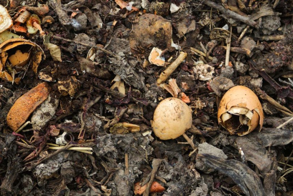 Des cocons trouvés dans le jardin