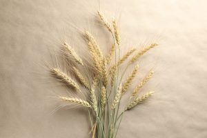 Pourquoi les épis de blé sont-ils considérés comme des porte-bonheur ?