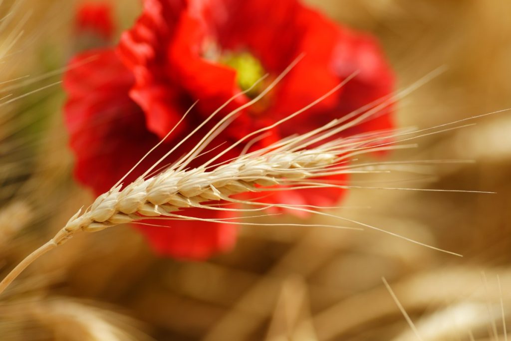Un épi de blé avec des pavots rouges