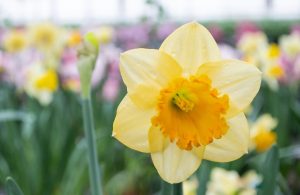 Quelles raisons expliquent que vos jonquilles refusent de fleurir cette année ?