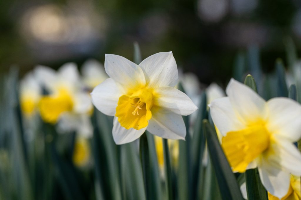 Des jonquilles en pleine floraison dans le jardin