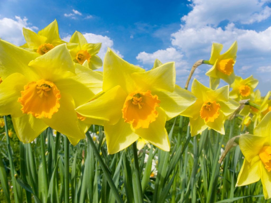 Des jonquilles aux fleurs jaunes poussant dans un jardin
