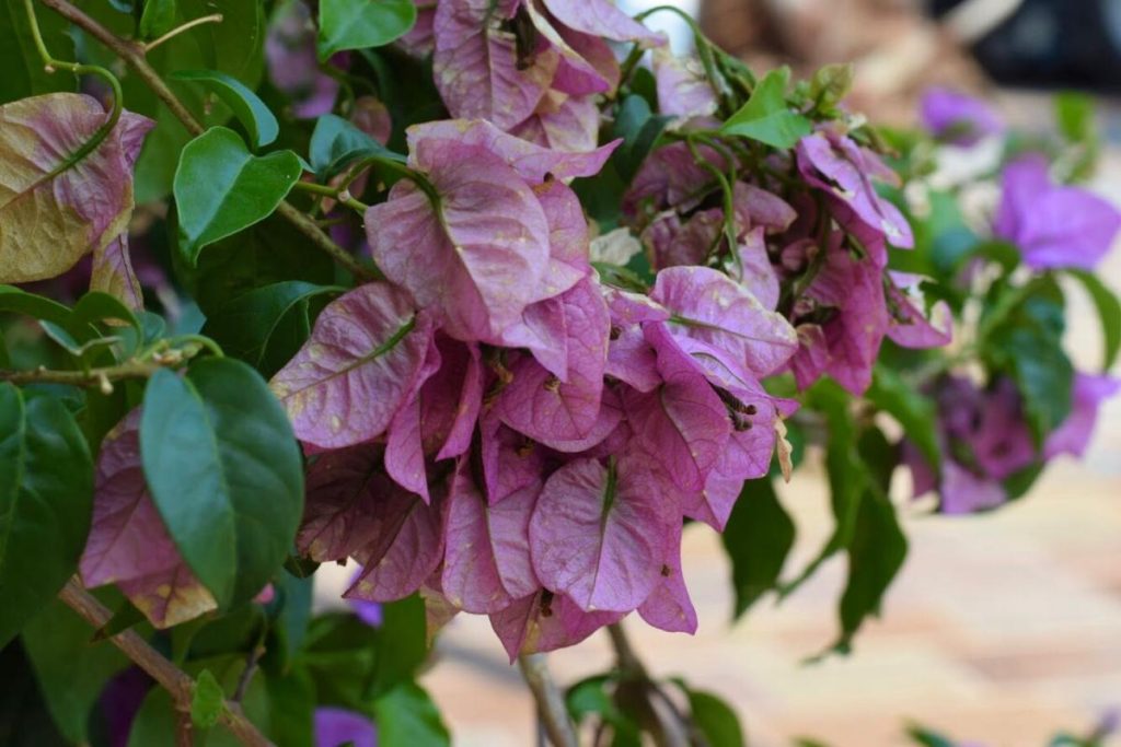 Une plante de bougainvillier dans le jardin