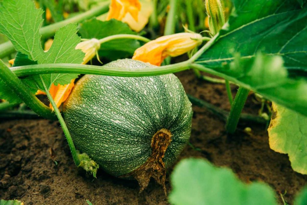 Un potimarron de couleur vert dans le jardin