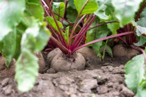 Comment savoir que vos betteraves sont prêtes à être récoltées au jardin ?
