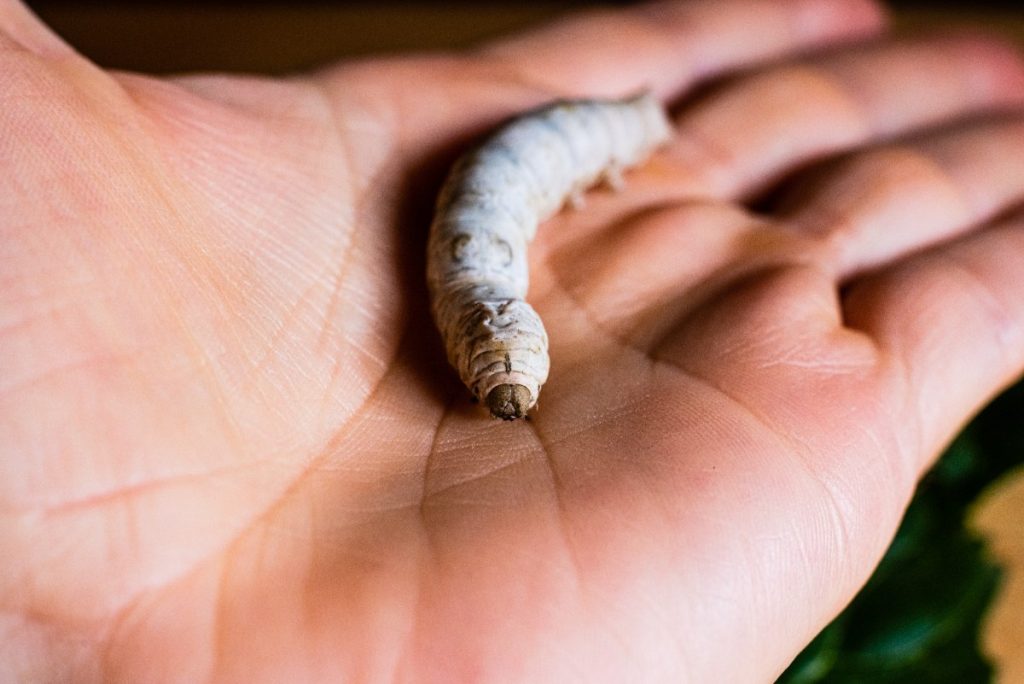 Une chenille sur la main