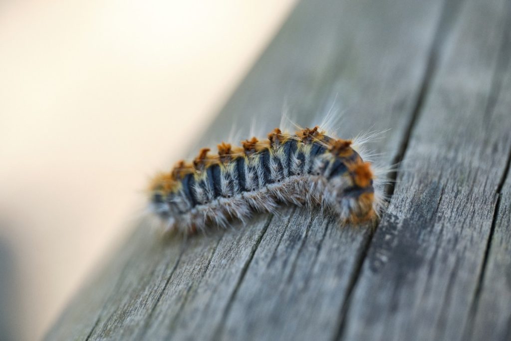 Une chenille poilue qui grimpe sur une planche
