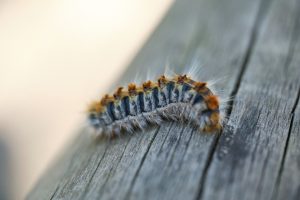 Comment identifier et éliminer les petites chenilles qui apparaissent dans votre logement ?