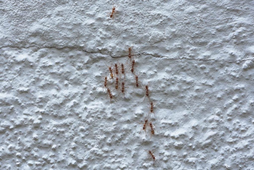 Des colonies de fourmis