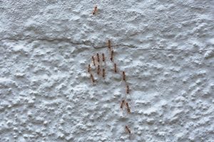 L&rsquo;acide borique est-il vraiment efficace pour éliminer une invasion de fourmis ?