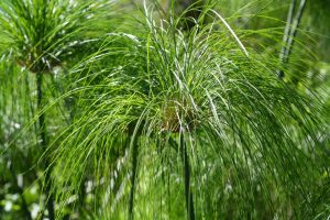 Quels soins apporter à un papyrus pour qu&rsquo;il pousse sainement toute l&rsquo;année ?