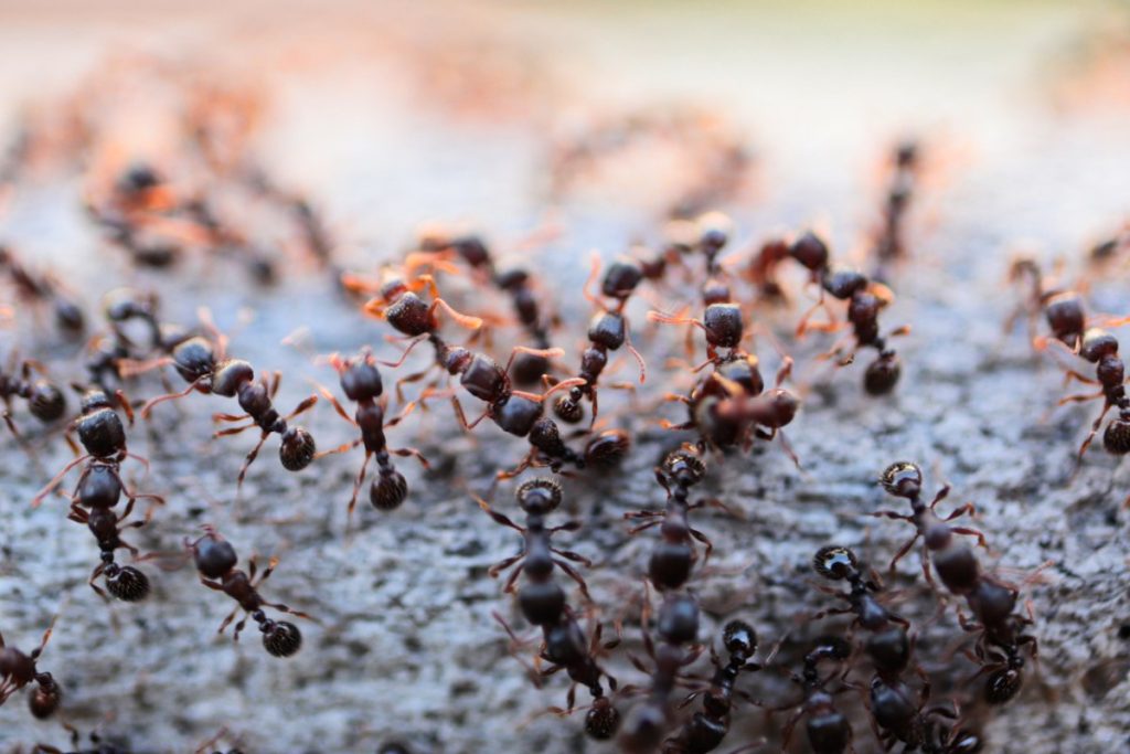 Des fourmis rampant sur une surface texturée