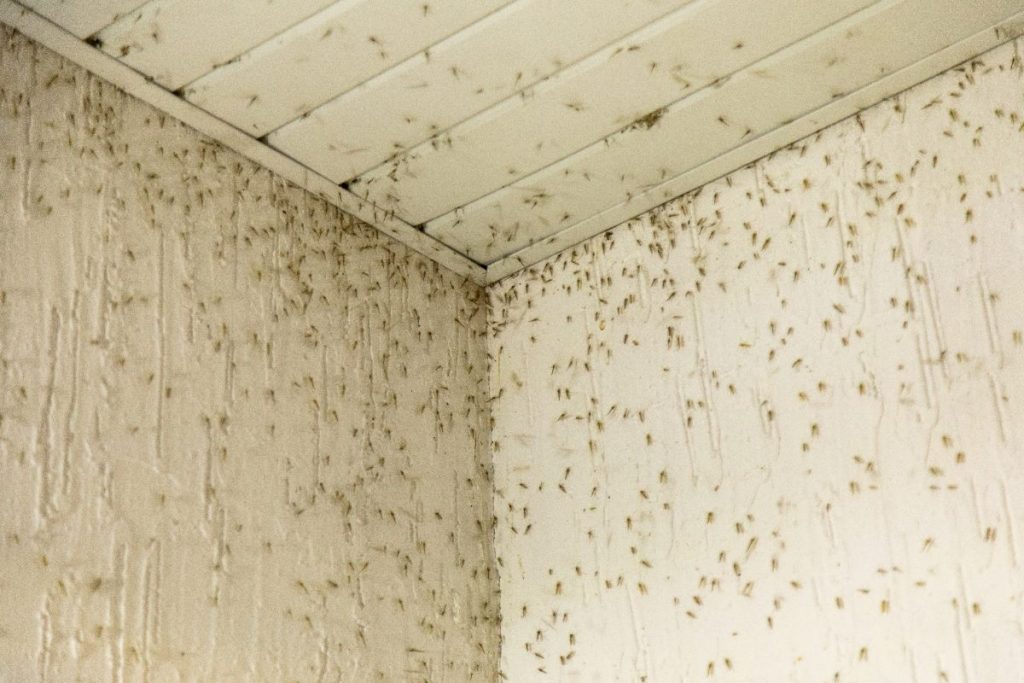 Des insectes qui apparaissent sur le mur