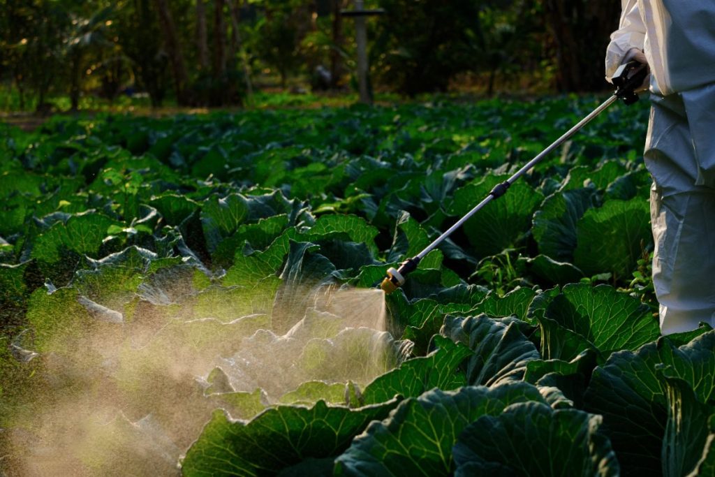 Un jardinier pulvérisant les plantations dans le potager
