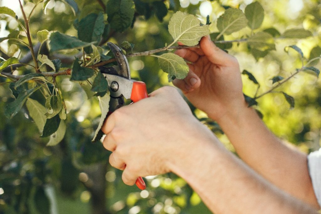 Mains coupant une branche de pommier