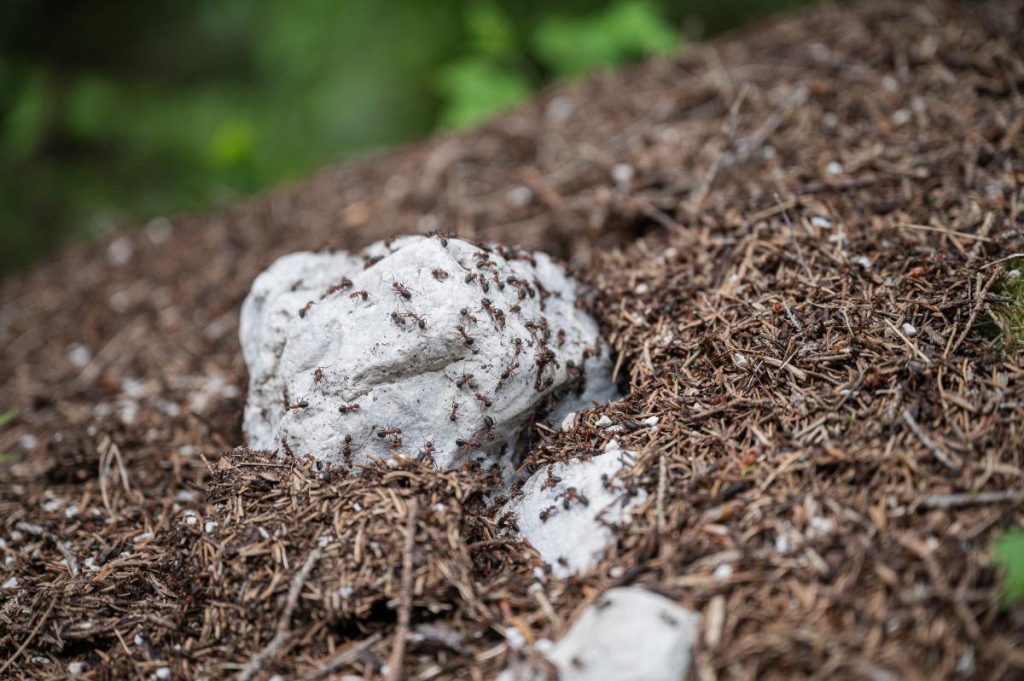 Un nid de fourmis dans le jardin