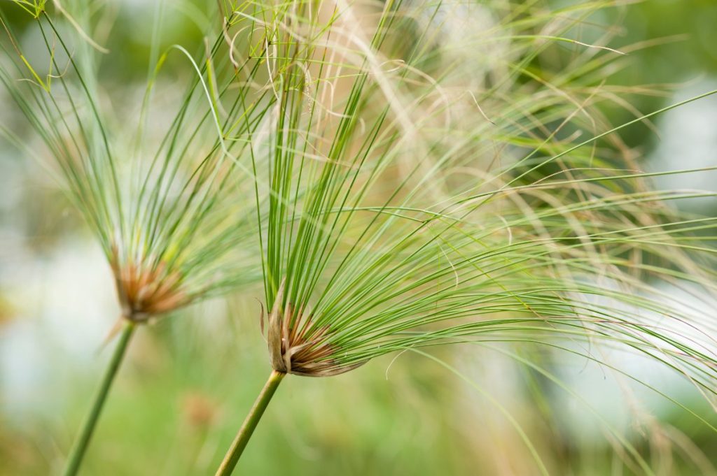 Ppayrus planté dans le jardin