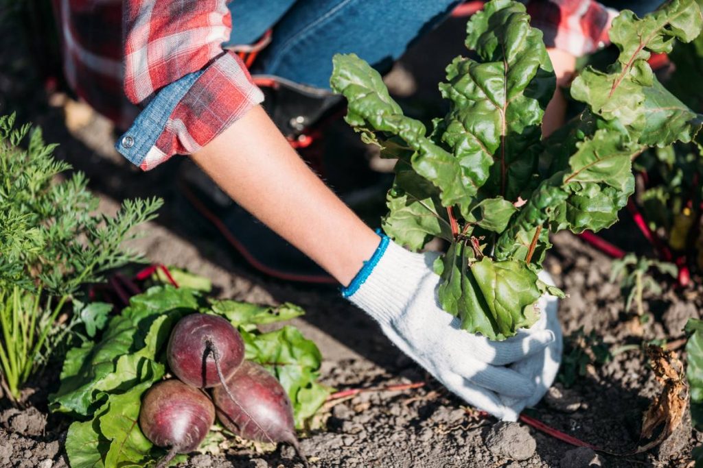 Une personne récoltant des betteraves dans le jardin