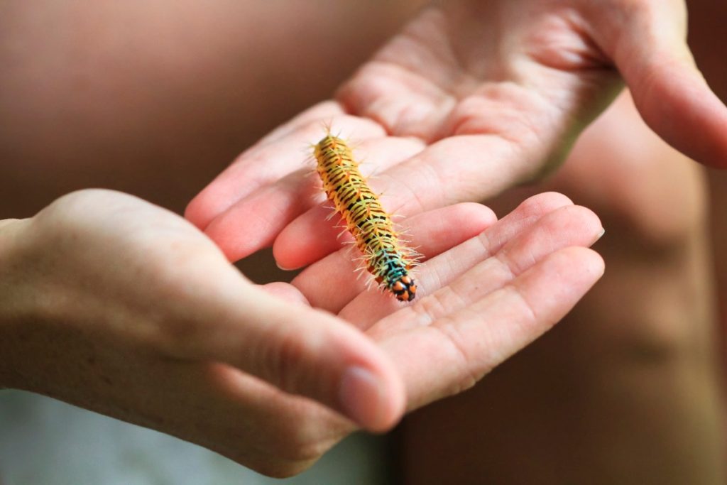 Une personne tenant une chenille